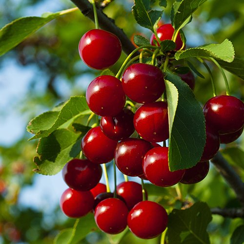 Cherries