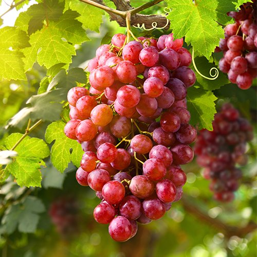 Grapes