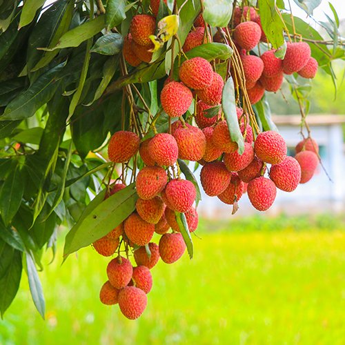 Litchi