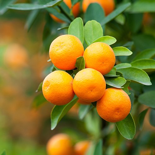 Mandarins