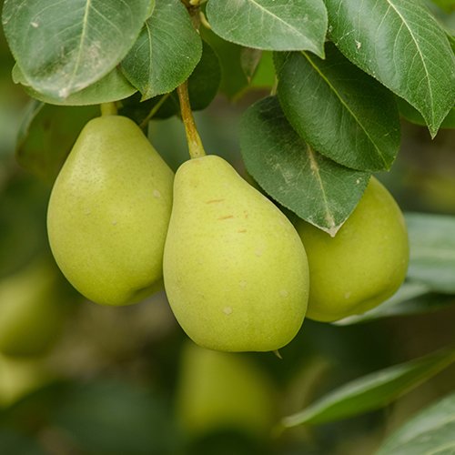 Pears